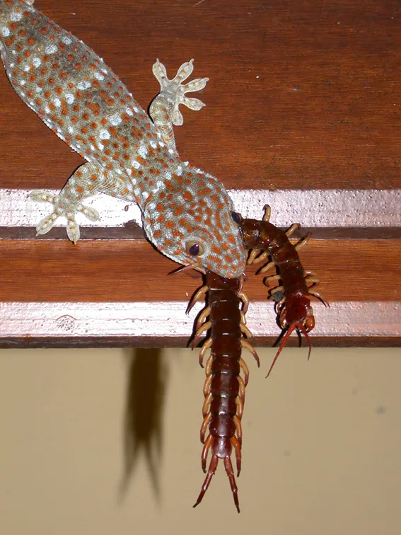 17208 tokay gecko vs tarantula overview