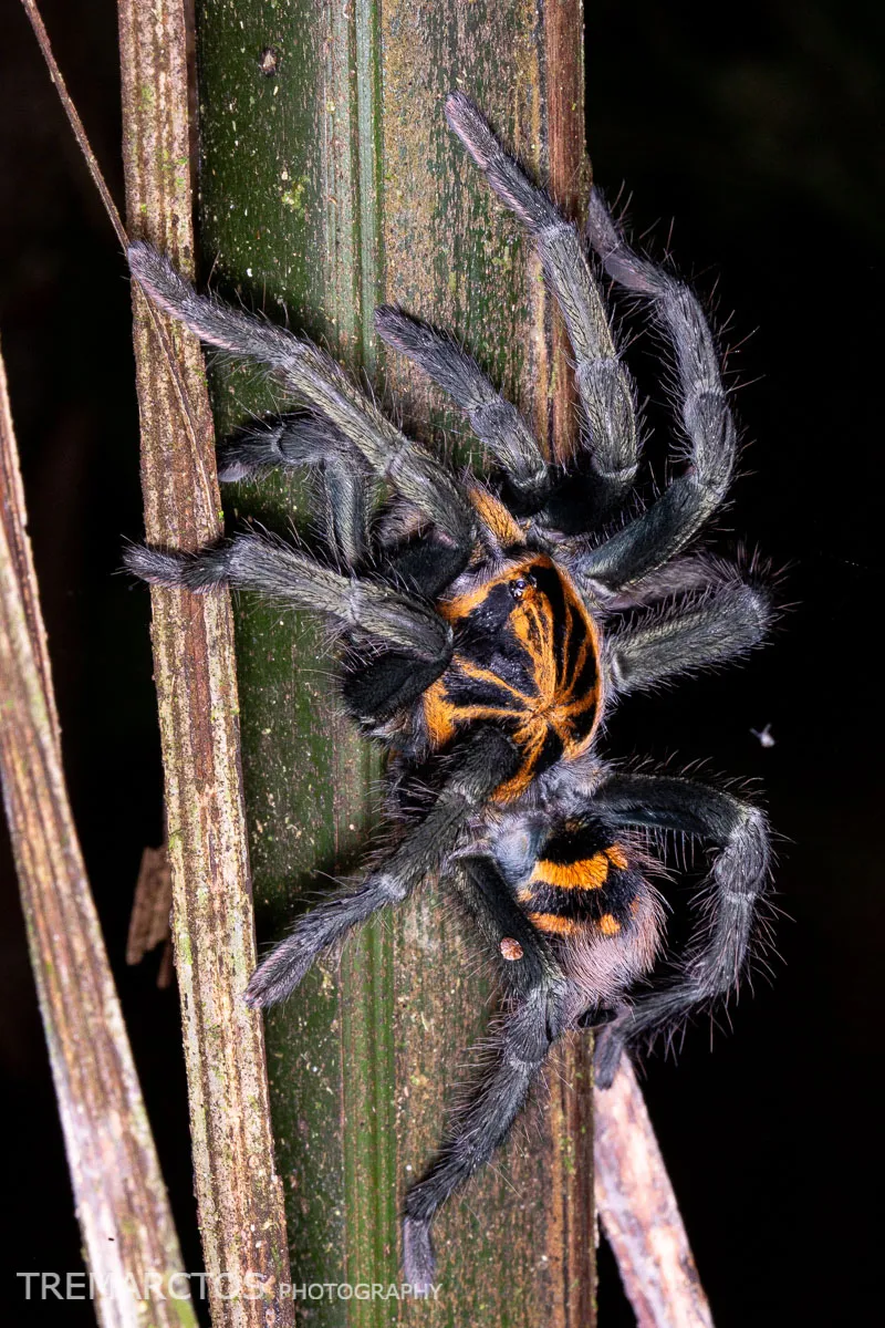 17209 trica tarantula image3