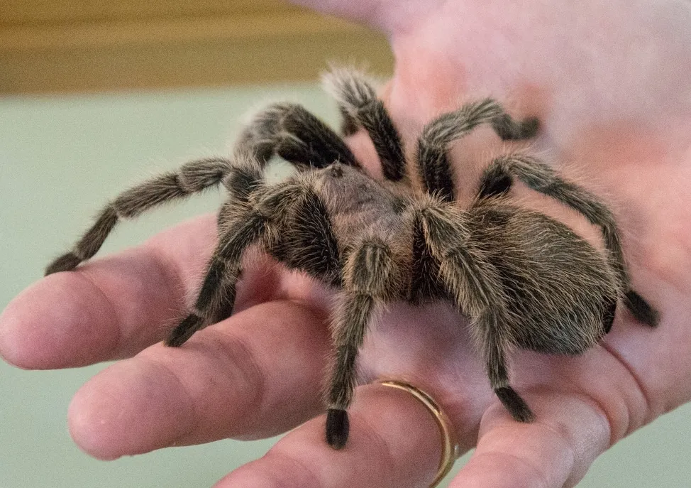 /img/17209-trica-tarantula-image7.webp