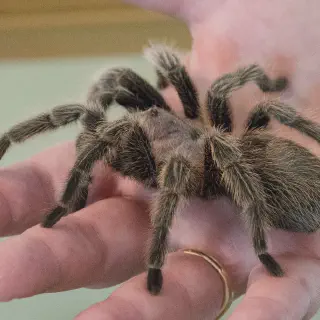 /img/17209-trica-tarantula-image7.webp