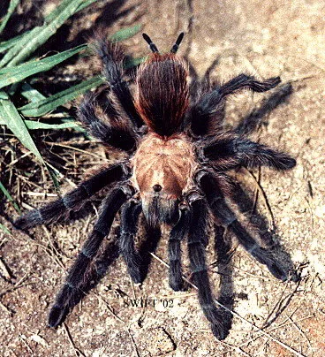 17210 chilean rose hair tarantula