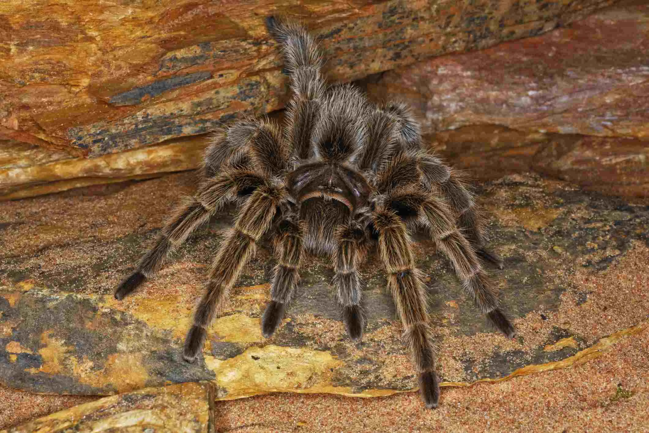 17210 cobalt blue tarantula