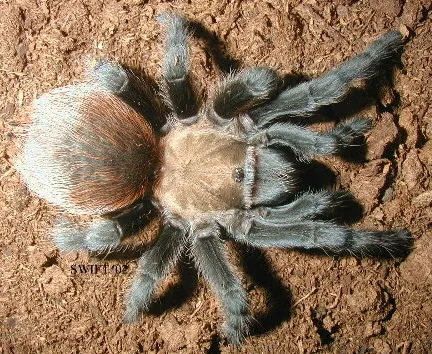17210 mexican red knee tarantula