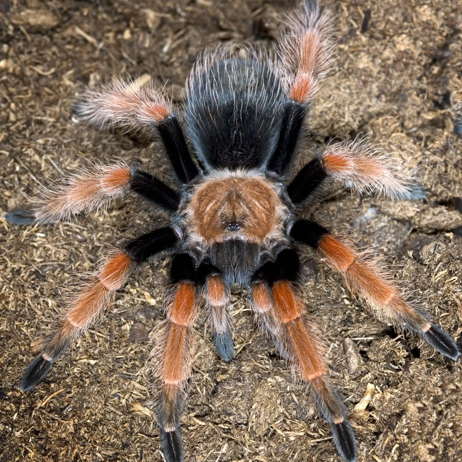 /img/17210-tarantula-enclosure.webp