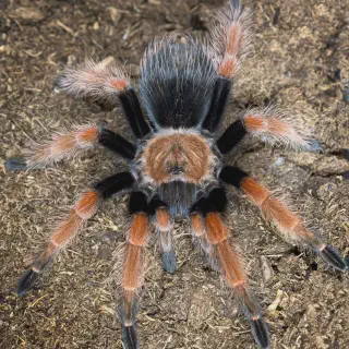 /img/17210-tarantula-enclosure.webp