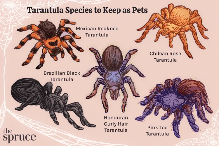 17210 tarantula feeding