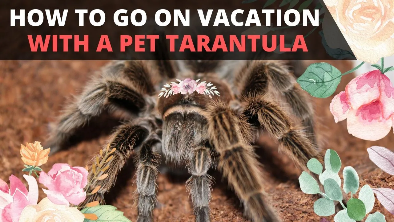 17212 tarantula ranch entrance