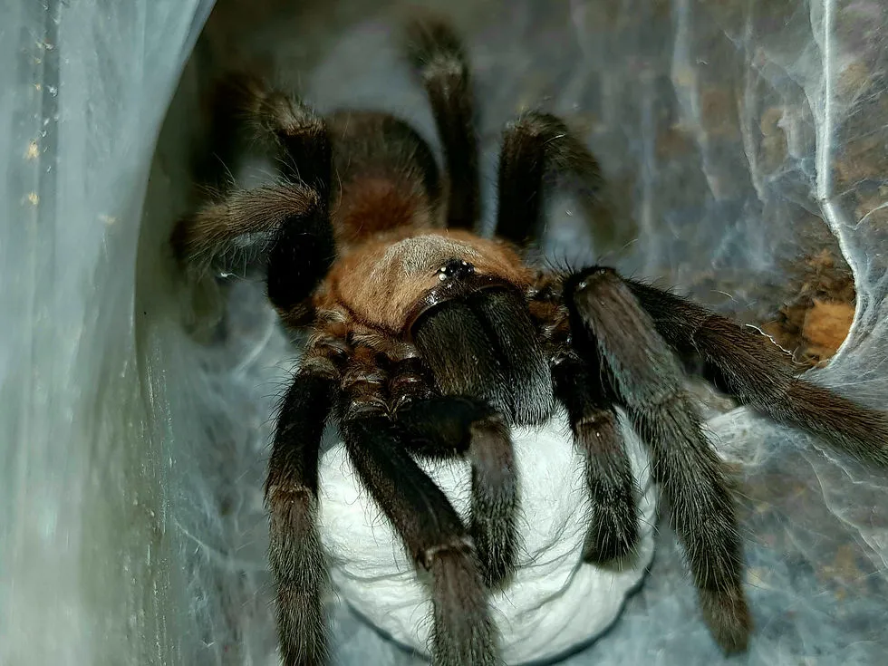 17213 sp northern cebu tarantula enclosure