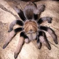 17213 sp northern cebu tarantula feeding