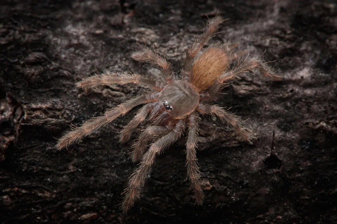 17213 sp northern cebu tarantula habitat