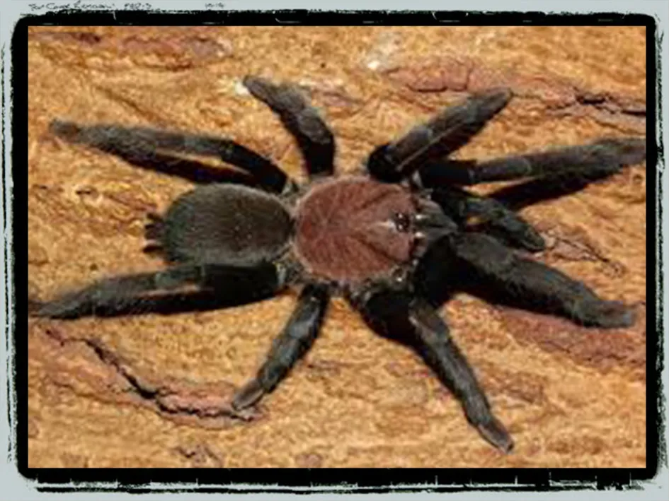 17213 sp northern cebu tarantula handling