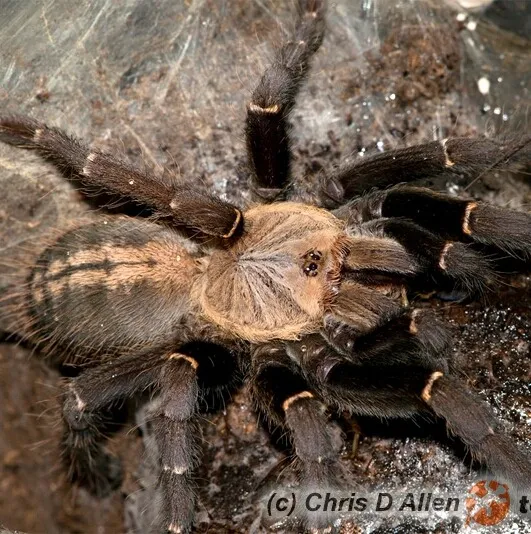 /img/17213-sp-northern-cebu-tarantula-lifespan.webp