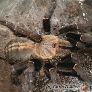 /img/17213-sp-northern-cebu-tarantula-lifespan.webp