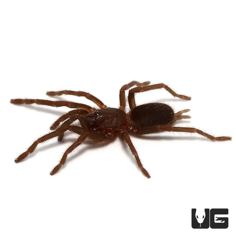 17213 sp northern cebu tarantula size