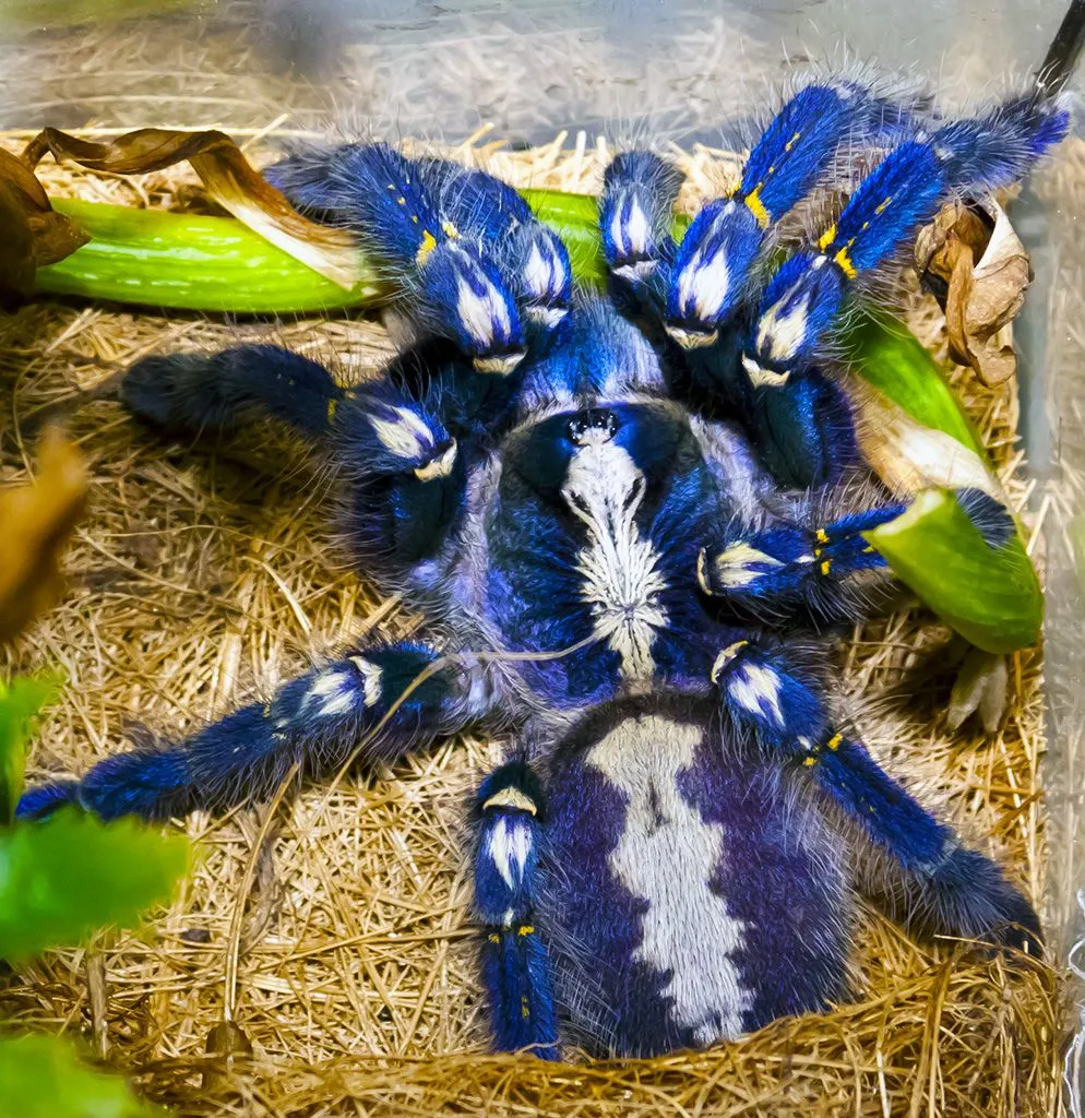 17214 blue tarantula close up
