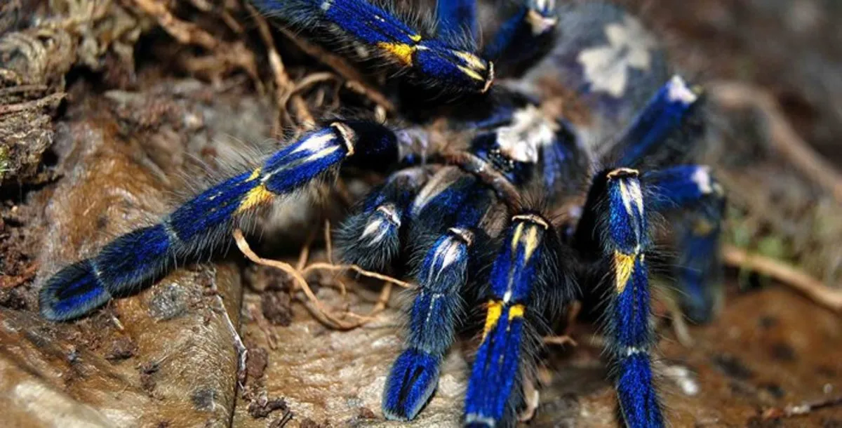 17214 blue tarantula enclosure