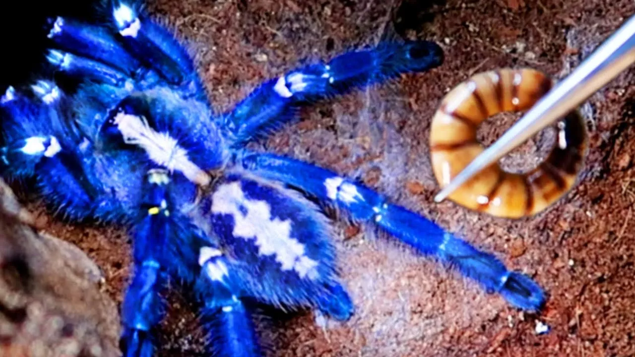 17214 blue tarantula feeding