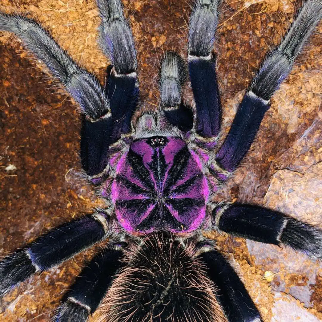 17214 blue tarantula habitat