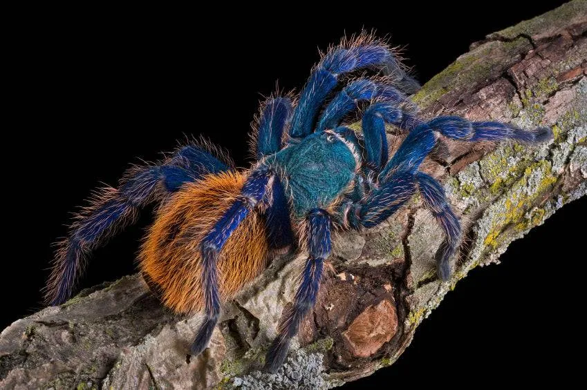 17214 blue tarantula handling