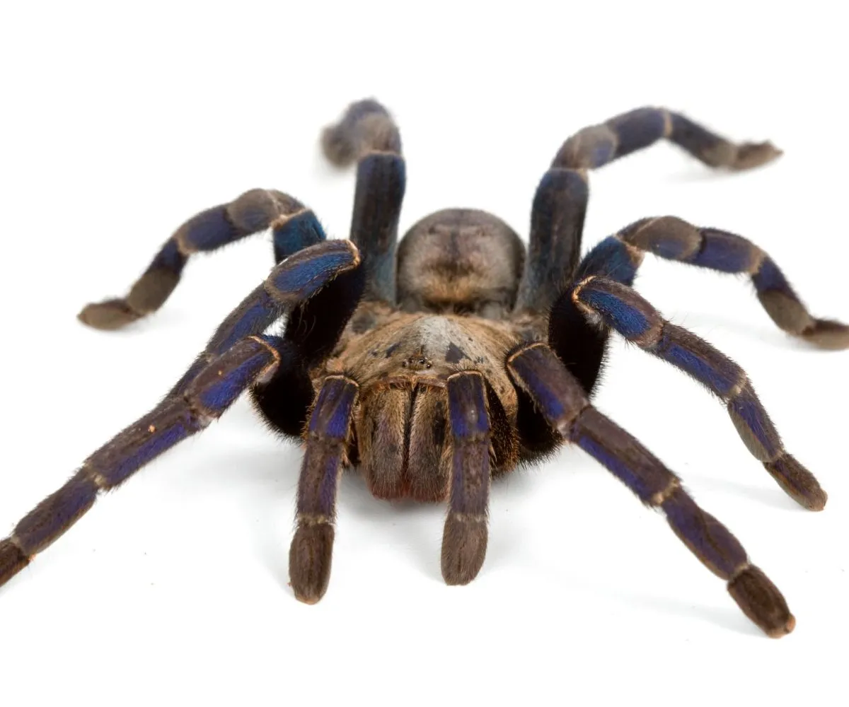 /img/17214-blue-tarantula-healthy.webp
