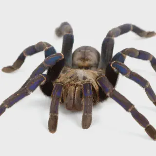 /img/17214-blue-tarantula-healthy.webp