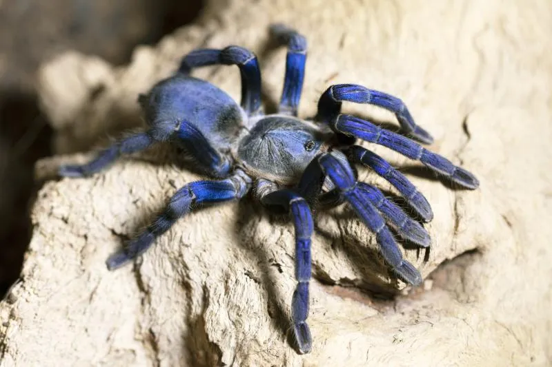 17214 blue tarantula overview