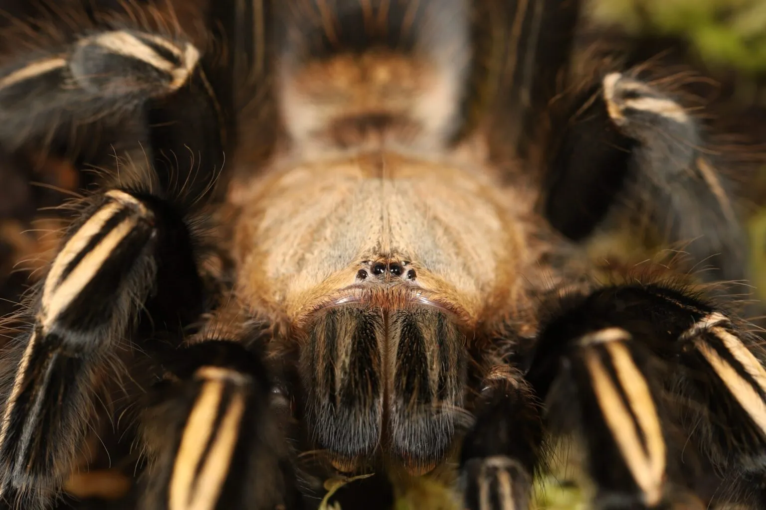 17215 tarantula shop reviews