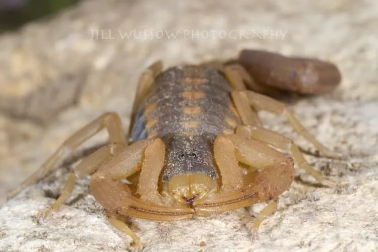 17216 scorpion habitat