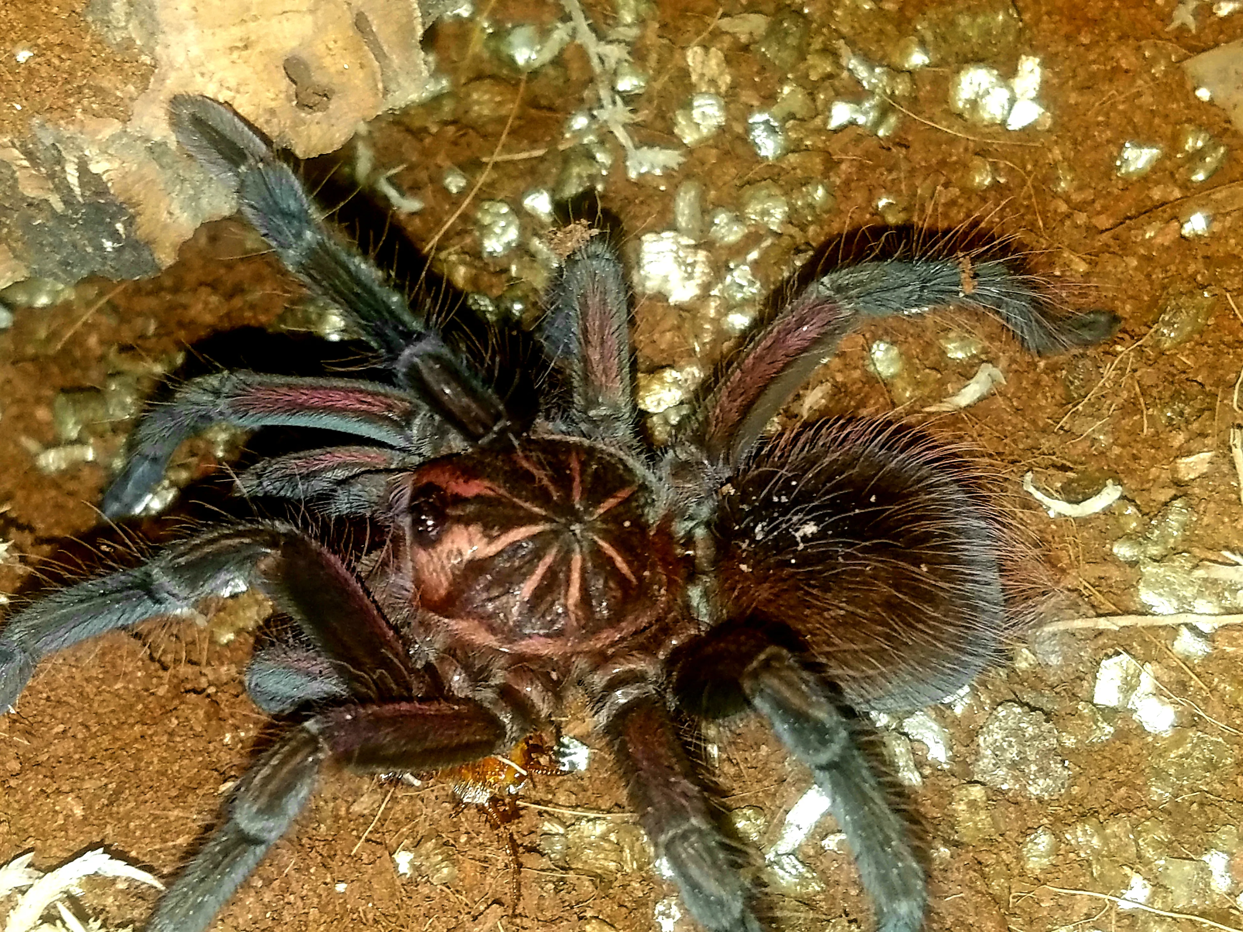 17217 darth maul tarantula appearance