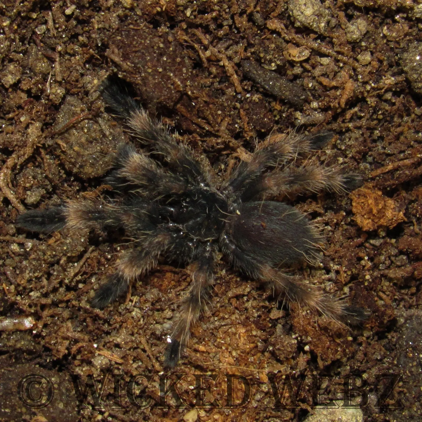 17217 darth maul tarantula enclosure