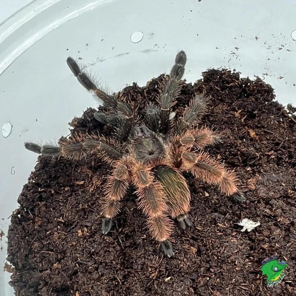 17217 darth maul tarantula habitat