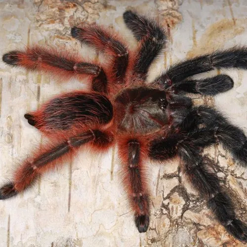 17217 darth maul tarantula size