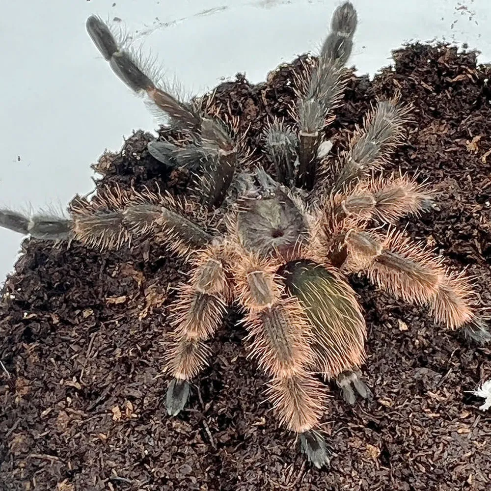 17217 darth maul tarantula venom