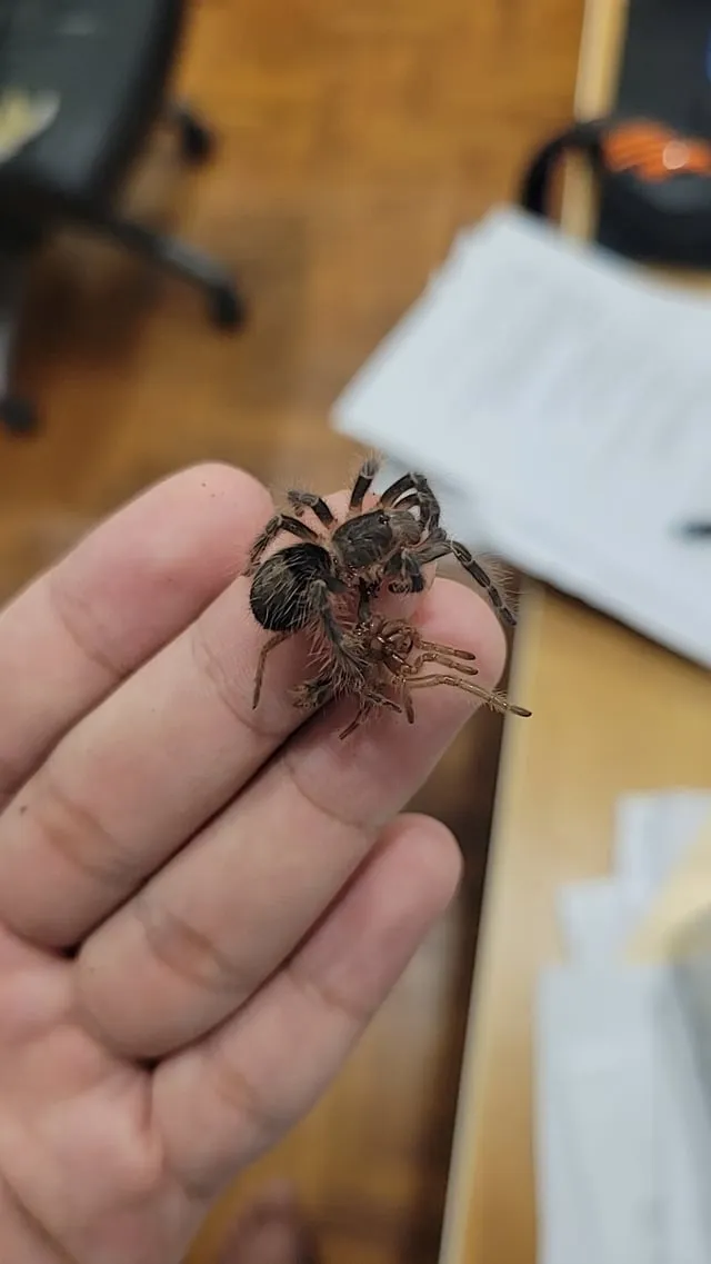 17218 adult tarantula molting