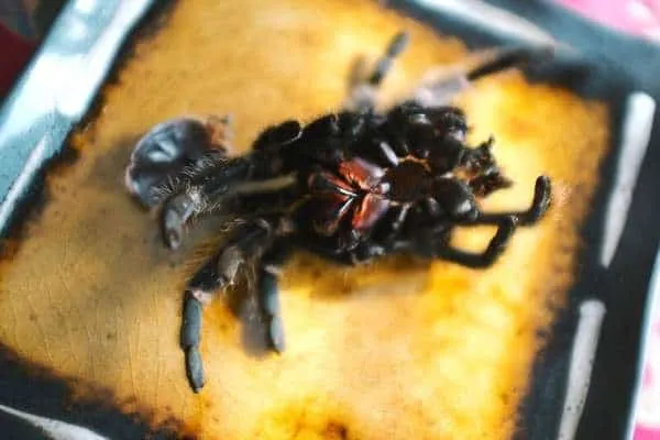 17218 tarantula failed molt
