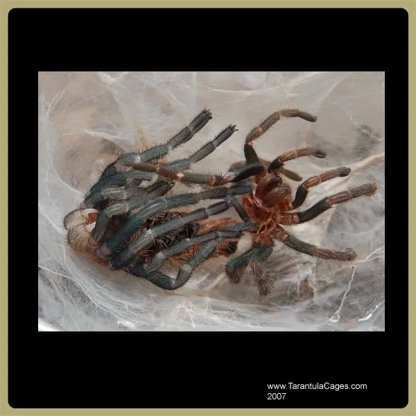 17218 tarantula molting environment