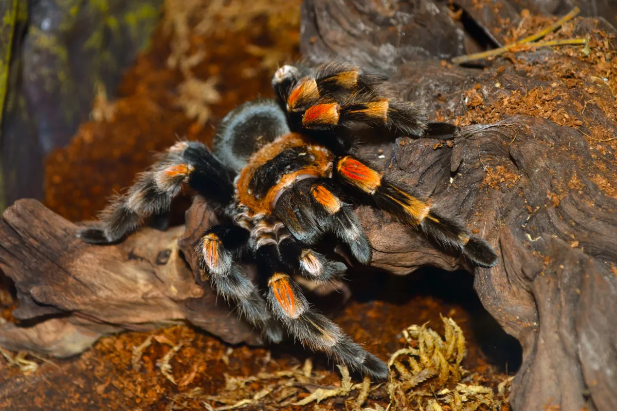 17219 preserved tarantula display