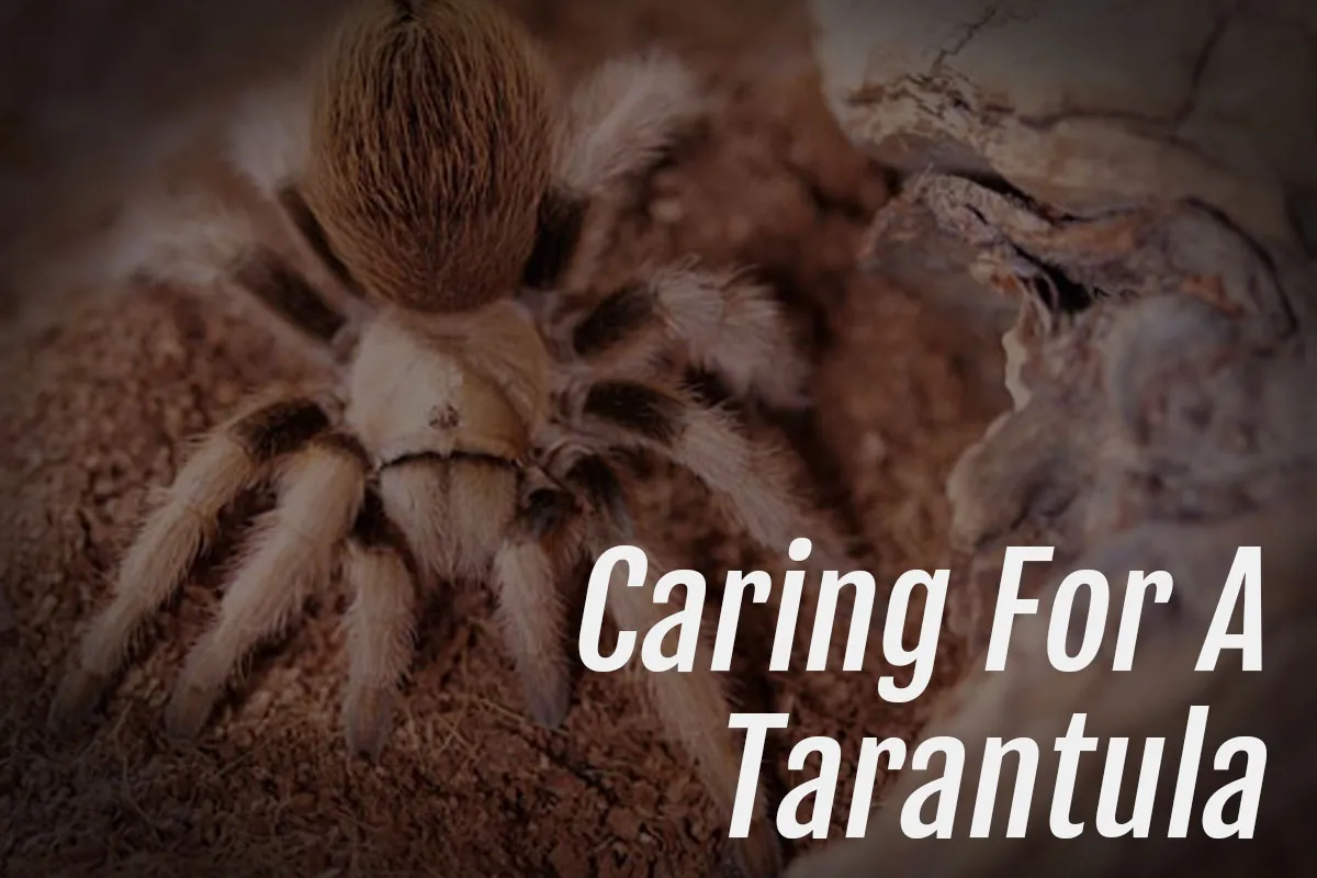 /img/17219-protecting-preserved-tarantula.webp
