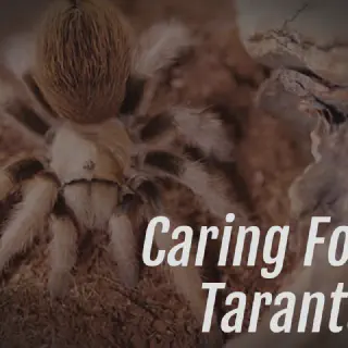 /img/17219-protecting-preserved-tarantula.webp