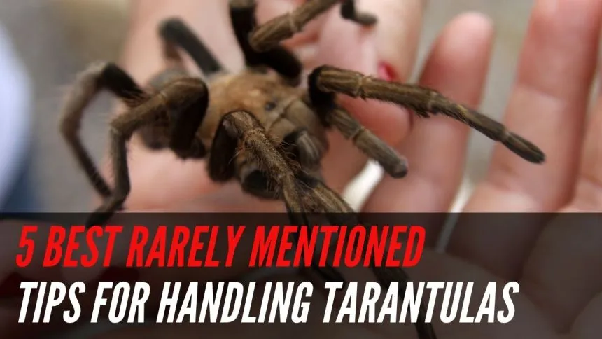 17219 tarantula taxidermy techniques