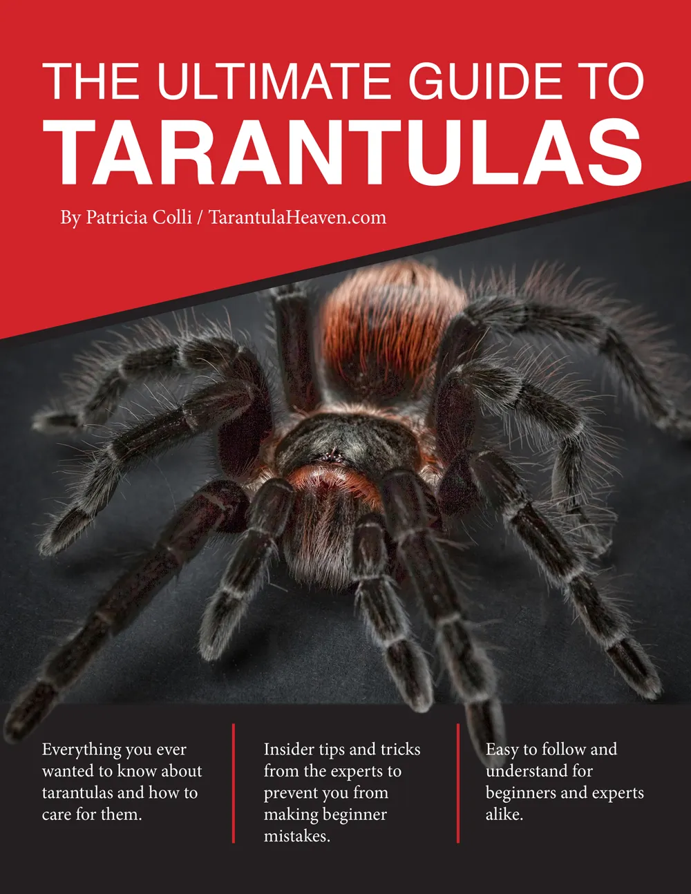 17220 hungry tarantula abdomen