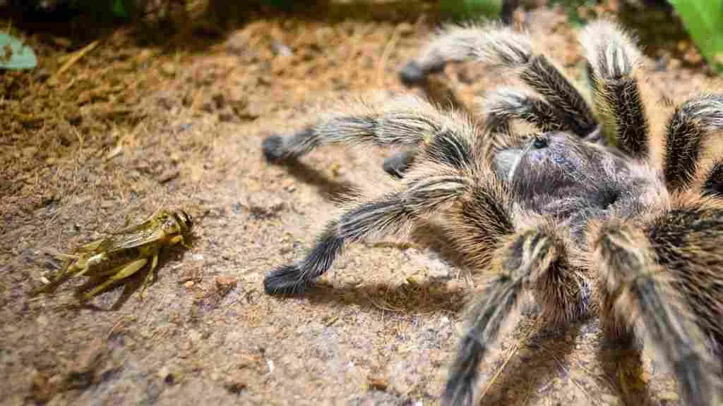17220 tarantula defensive posture