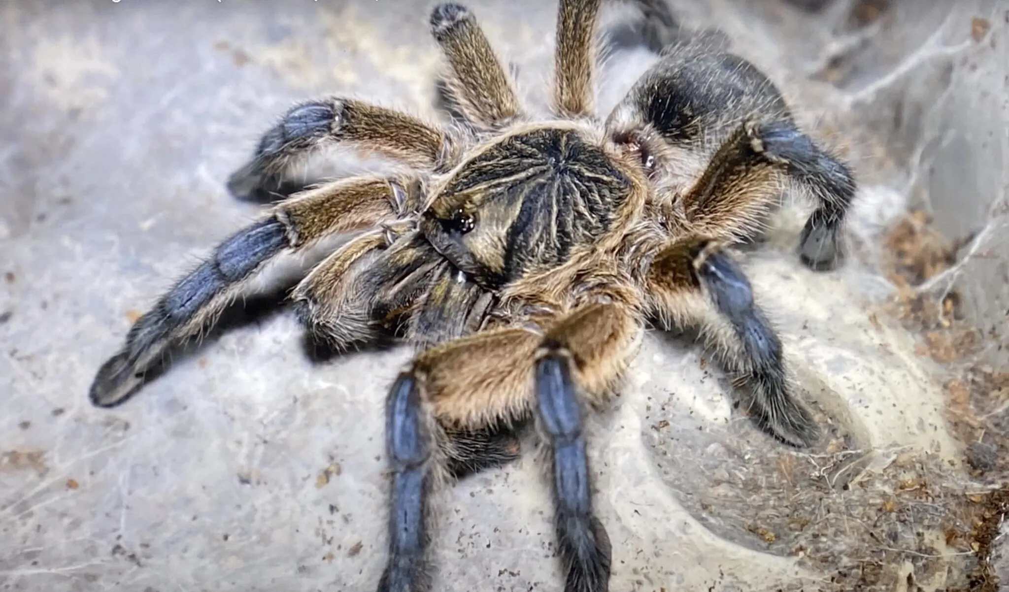 /img/17220-tarantula-eating.webp