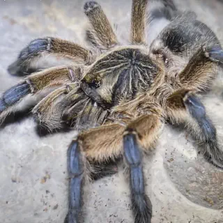 /img/17220-tarantula-eating.webp