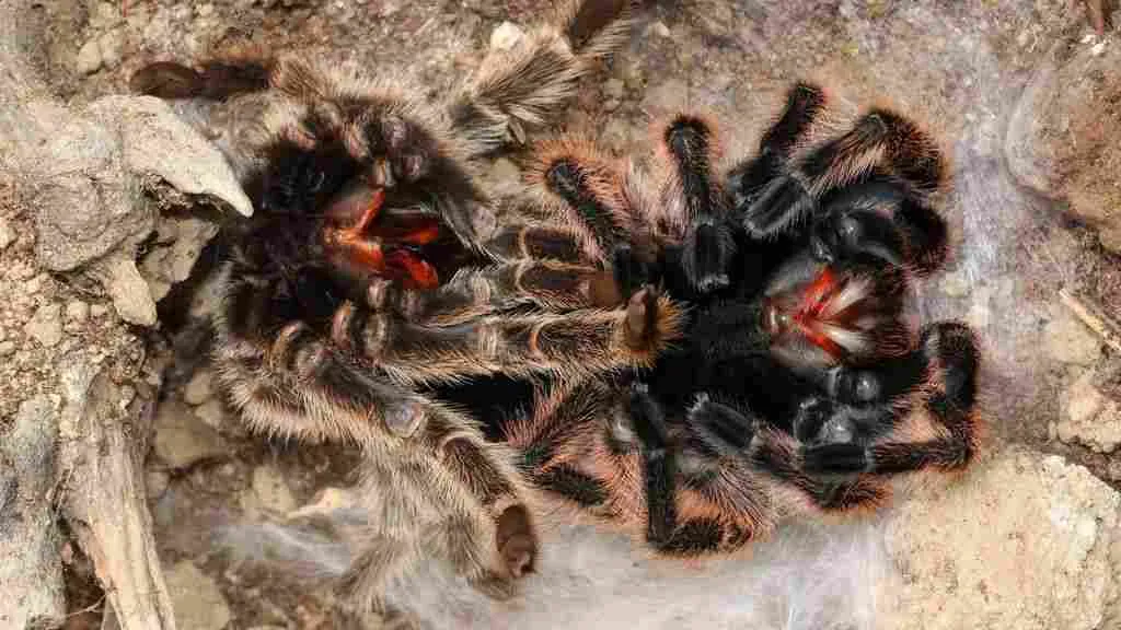 17220 tarantula temperature