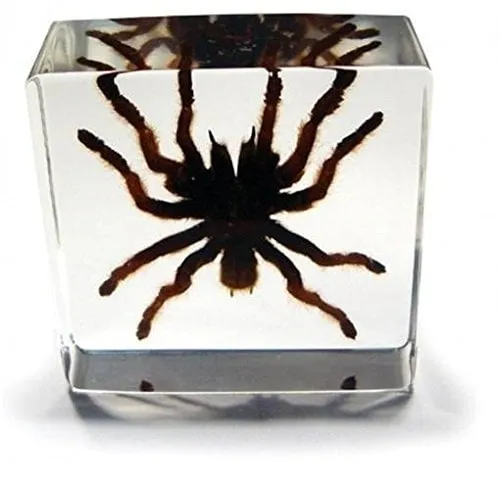 17221 tarantula trick budget