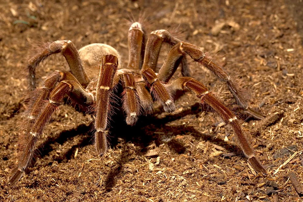 17223 tarantula drinking water