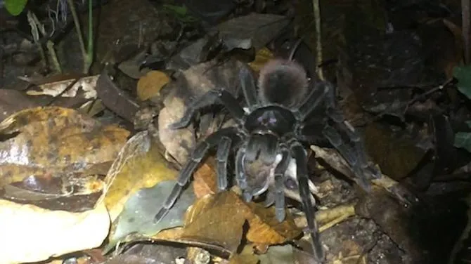 /img/17223-tarantula-feeding-schedule.webp