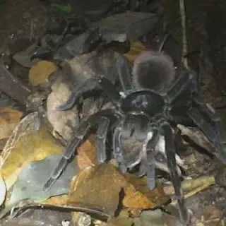 /img/17223-tarantula-feeding-schedule.webp