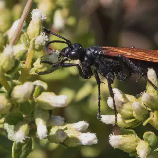 /img/17224-tarantula-hawk-breeding.webp